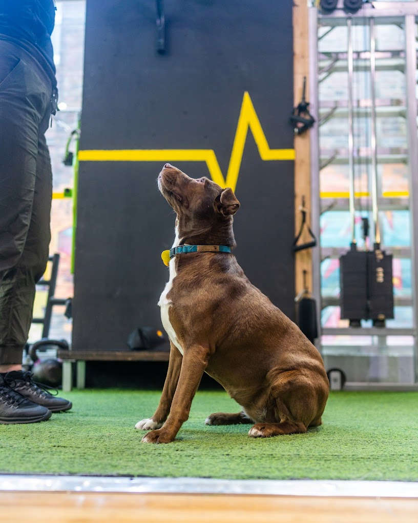 Golden Retriever at Studio Fitness